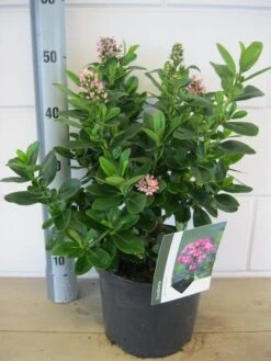 Escallonia (Escallonia 'Pink Elle') -Directplant Winkel escallonia pink elle c5 6 9 2018