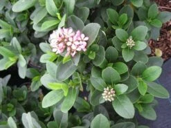 Escallonia (Escallonia 'Pink Elle') -Directplant Winkel escallonia pink elle c5 bloem