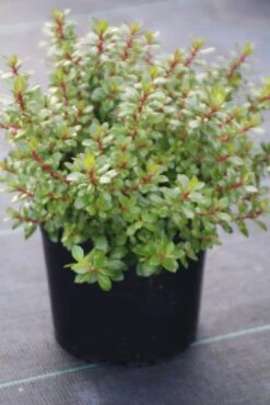 Escallonia (Escallonia 'Red Dream') -Directplant Winkel escallonia red dream 1