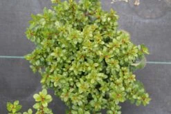 Escallonia (Escallonia 'Red Dream') -Directplant Winkel escallonia red dream 2