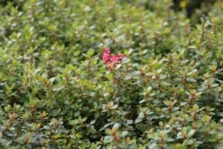 Escallonia (Escallonia 'Red Dream') -Directplant Winkel escallonia red dream 3