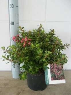 Escallonia (Escallonia 'Red Dream') -Directplant Winkel escalonia red dream c3 20 08 2017