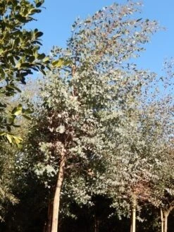 Eucalyptus Als Boom (Eucalyptus Gunnii) -Directplant Winkel eucalypthus gunii 10 12 2