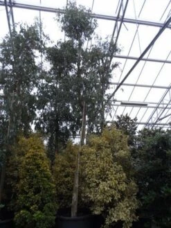 Eucalyptus Als Boom (Eucalyptus Gunnii) -Directplant Winkel eucalyptus 1