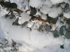 Winterharde Eucalyptus (Eucalyptus Gunnii 'Azura') -Directplant Winkel eucalyptus azura hardy