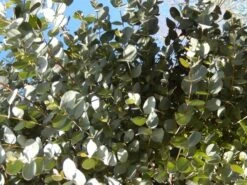 Eucalyptus Als Boom (Eucalyptus Gunnii) -Directplant Winkel eucalyptus gunni 1