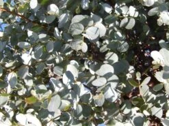 Eucalyptus Als Boom (Eucalyptus Gunnii) -Directplant Winkel eucalyptus gunnii 1