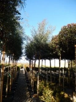 Eucalyptus Als Boom (Eucalyptus Gunnii) -Directplant Winkel eucalyptus gunnii 12 14 2