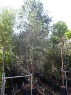 Winterharde Gomboom (Eucalyptus Gunnii) -Directplant Winkel eucalyptus gunnii 250 300 c110 meerstammig