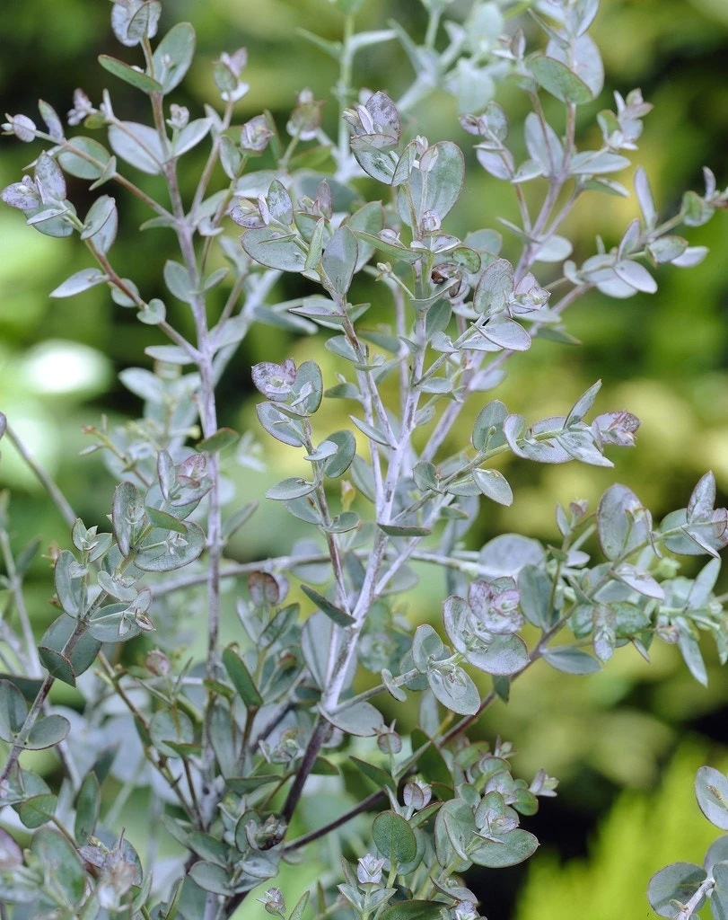 Eucalyptus Op Stam (Eucalyptus Gunnii) 4 Eucalyptus Op Stam (Eucalyptus Gunnii) - Afbeelding 2