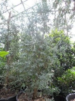 Winterharde Gomboom (Eucalyptus Gunnii) -Directplant Winkel eucalyptus gunnii struikvorm c500