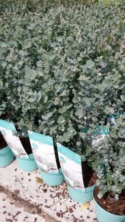 Winterharde Eucalyptus (Eucalyptus Gunnii 'Azura') -Directplant Winkel eucalyptusazura02