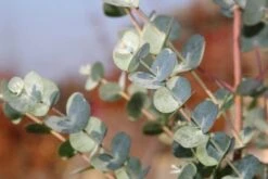 Winterharde Eucalyptus (Eucalyptus Gunnii 'Azura') -Directplant Winkel eucalythus azura 3