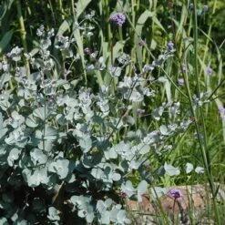 Eucalyptus Als Boom (Eucalyptus Gunnii) -Directplant Winkel eugunnii 8