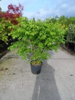 Kardinaalshoed (Euonymus Alatus) -Directplant Winkel euonymus alatus