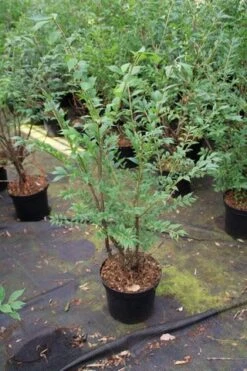 Kardinaalshoed (Euonymus Alatus) -Directplant Winkel euonymus alatus 1 1