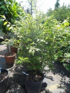 Kardinaalshoed (Euonymus Alatus) -Directplant Winkel euonymus alatus 100 125 150 c50