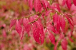 Kardinaalshoed (Euonymus Alatus) -Directplant Winkel euonymus alatus 2 1 1
