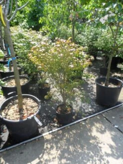 Kardinaalshoed (Euonymus Alatus) -Directplant Winkel euonymus alatus 60 80 100 c10