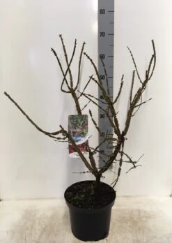 Kardinaalshoed (Euonymus Alatus) -Directplant Winkel euonymus alatus 60 80 c5