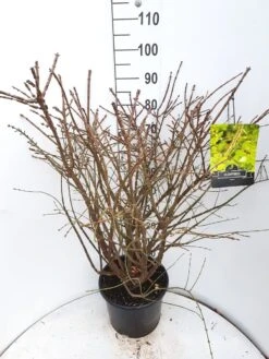 Kardinaalshoed (Euonymus Alatus) -Directplant Winkel euonymus alatus c15 v01 1