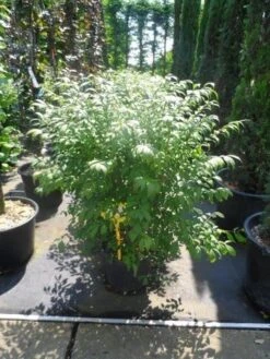 Kardinaalshoed (Euonymus Alatus 'Compactus') -Directplant Winkel euonymus alatus compactus 80 100 c18 1