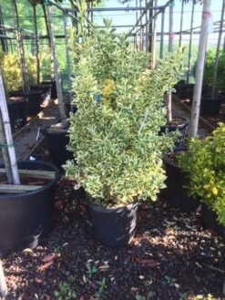 Kardinaalshoed (Euonymus Japonicus 'Bravo') -Directplant Winkel euonymus japonica bravo 80100