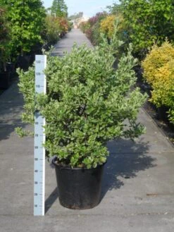 Kardinaalsmuts (Euonymus Japonicus 'Albomarginatus') 6 Kardinaalsmuts (Euonymus Japonicus 'Albomarginatus') -Directplant Winkel euonymus japonicus albomarginatus 80 100 c50
