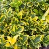 Kardinaalshoed (Euonymus Japonicus 'Aureomarginatus') -Directplant Winkel euonymus japonicus aureomarginatus 2