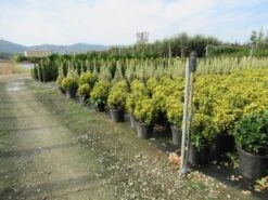 Kardinaalshoed Als Bol (Euonymus Japonicus 'Aureus') -Directplant Winkel euonymus japonicus aureus 1 1