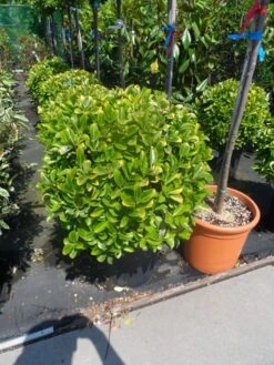Kardinaalshoed Als Meeneemhaag (Euonymus Japonicus 'Aureus) -Directplant Winkel euonymus japonicus aureus bol 40 50 60