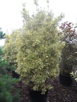 Kardinaalshoed (Euonymus Japonicus 'Bravo') -Directplant Winkel euonymus japonicus bravo 200 250 c150