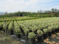 Kardinaalshoed Als Bol (Euonymus Japonicus 'Bravo') -Directplant Winkel euonymus japonicus bravo 2 1