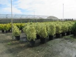 Kardinaalshoed (Euonymus Japonicus 'Bravo') -Directplant Winkel euonymus japonicus bravo 3 1