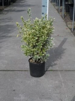 Kardinaalshoed (Euonymus Japonicus 'Bravo') -Directplant Winkel euonymus japonicus bravo 50 60 c10