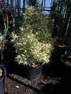 Kardinaalshoed (Euonymus Japonicus 'Bravo') -Directplant Winkel euonymus japonicus bravo 60 80 c25 1