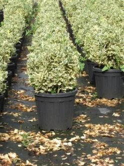 Kardinaalshoed Als Bol (Euonymus Japonicus 'Bravo') -Directplant Winkel euonymus japonicus bravo 1