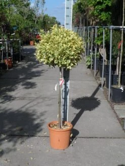 Kardinaalshoed Op Stam (Euonymus Japonicus 'Bravo') -Directplant Winkel euonymus japonicus bravo halfstam c25