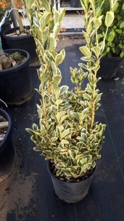 Kardinaalshoed (Euonymus Japonicus 'Bravo') -Directplant Winkel euonymus wit