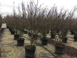 Meerstammige Kardinaalshoed (Euonymus Alatus) -Directplant Winkel euonymusalatusmeerstam