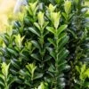 Kardinaalshoed (Euonymus Japonicus 'Green Spire') -Directplant Winkel euonymusjapgreenspirev01 1