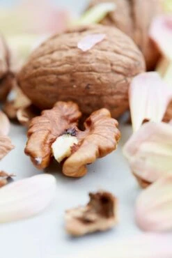 Grote Walnoot (Juglans Regia) -Directplant Winkel eyma01756