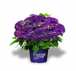 Hortensia Paars (Hydrangea 'Forever&Ever') 7 Hortensia Paars (Hydrangea 'Forever&Ever') -Directplant Winkel f e packshot purple rgb