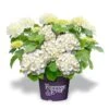 Hortensia Wit (Hydrangea 'Forever&Ever') -Directplant Winkel f e packshot white rgb 1