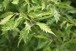 Varenbeuk (Fagus Syvatica 'Asplenifolia' ) -Directplant Winkel fagus syl. aspleniifolia 1