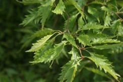 Varenbeuk (Fagus Syvatica 'Asplenifolia' ) -Directplant Winkel fagus syl. aspleniifolia 2