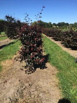 Rode Beukenhaag Als Haagelement (Fagus Sylvatica 'Atropunicea') -Directplant Winkel fagus syl. atropunicea 100 x 50 x 50 cm drkl haagelement 1 1