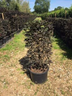 Rode Beukenhaag Als Haagelement (Fagus Sylvatica 'Atropunicea') -Directplant Winkel fagus syl. atropunicea 100x45x45cm pot