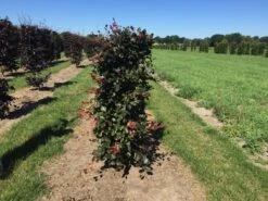 Rode Beukenhaag Als Haagelement (Fagus Sylvatica 'Atropunicea') -Directplant Winkel fagus syl. atropunicea 125 x 50 x 50 cm drkl haagelement 1 1