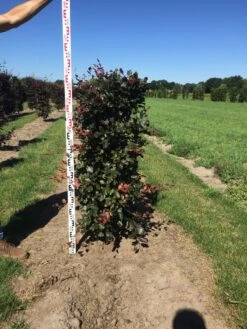Rode Beukenhaag Als Haagelement (Fagus Sylvatica 'Atropunicea') -Directplant Winkel fagus syl. atropunicea 125 x 50 x 50 cm drkl haagelement 2 1